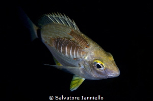 double whammy by Salvatore Ianniello 